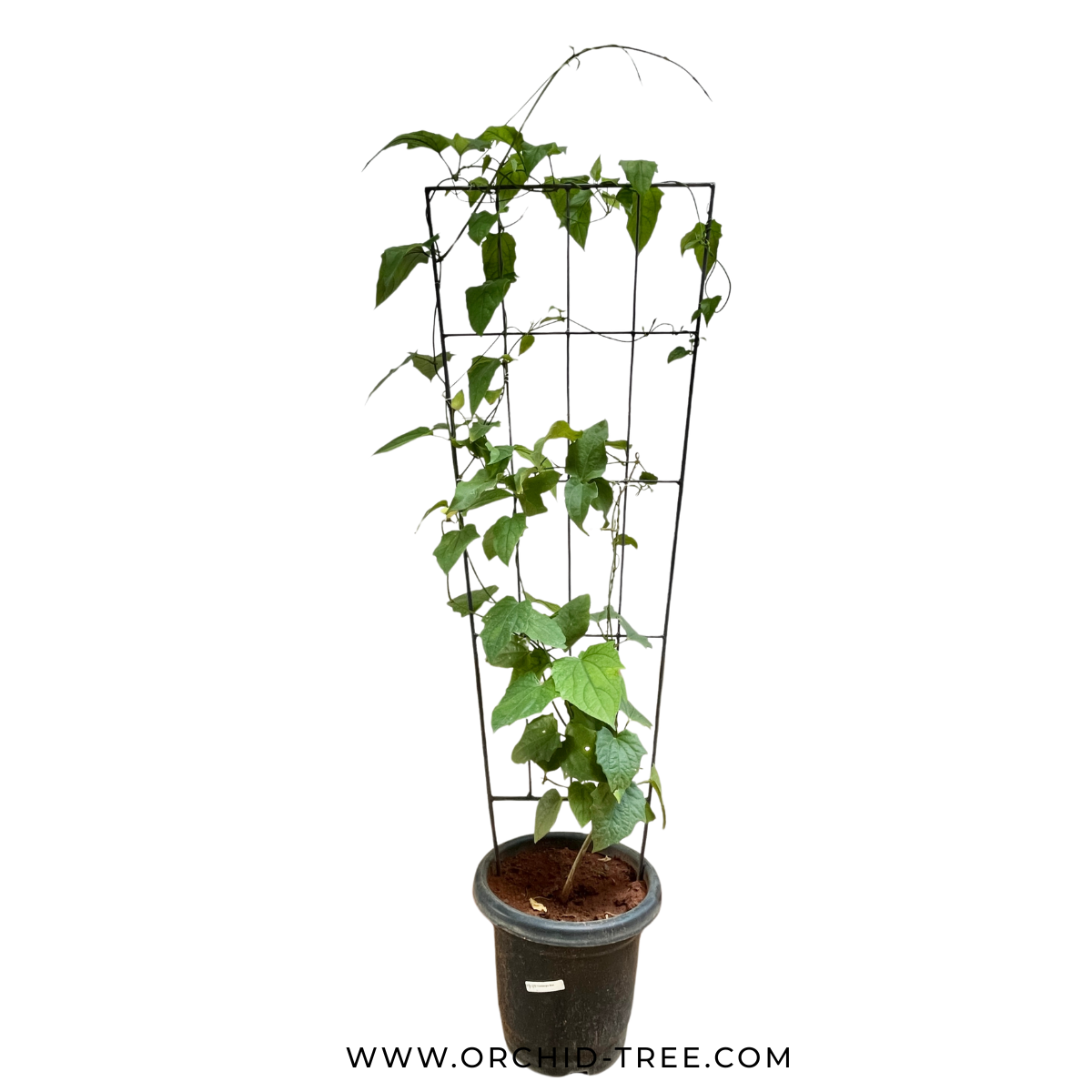 Thunbergia Grandiflora Blue with trellis - Buy Orchids Plants Online by Orchid-Tree.com