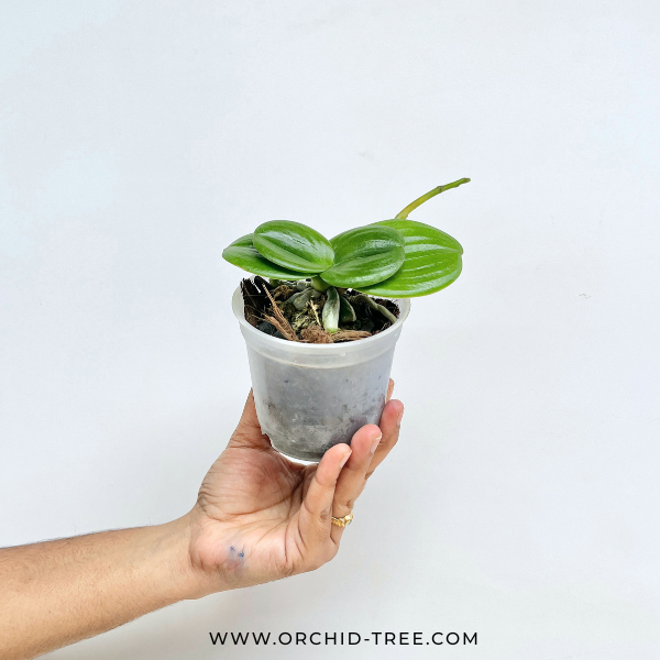 Phalenopsis Yu Pin Polar Star Orchid Plant - FF (Miniature)
