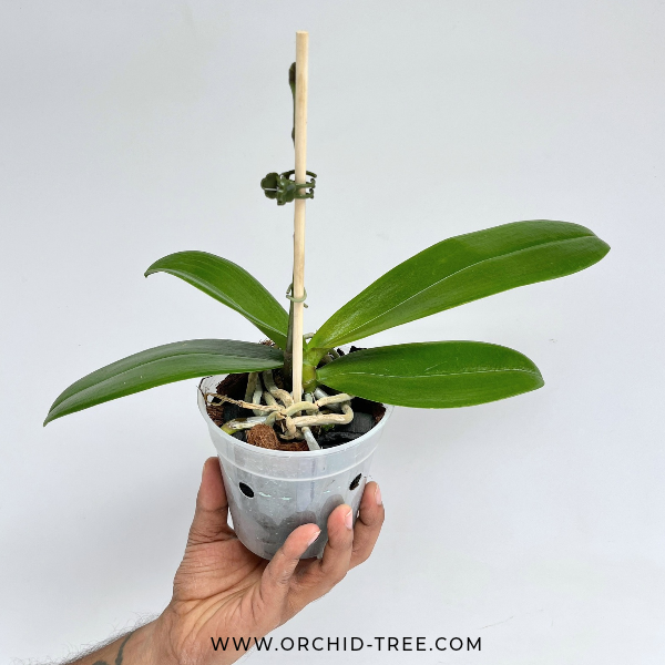 Phalaenopsis Ocado Orchid Plant - FF