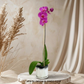 Purple majesty | Purple Phalaenopsis Orchid Display Gift Set