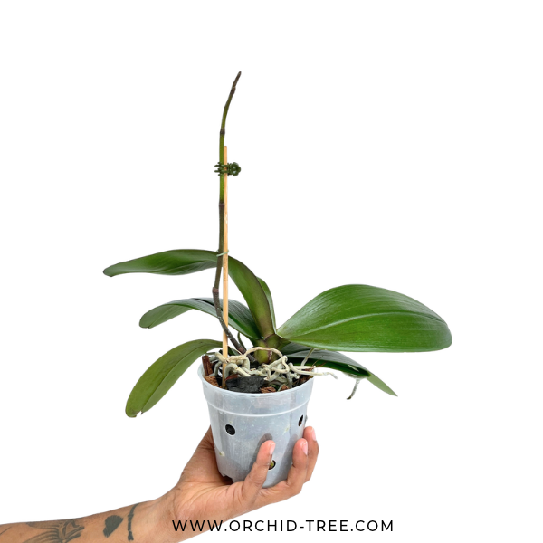 Phalaenopsis Sesame Orchid Plant - FF