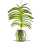 Vanda Siriporn Pink Pracha Orchid Plant -FF