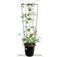 Clematis With Trellis - Buy Orchids Plants Online by Orchid-Tree.com