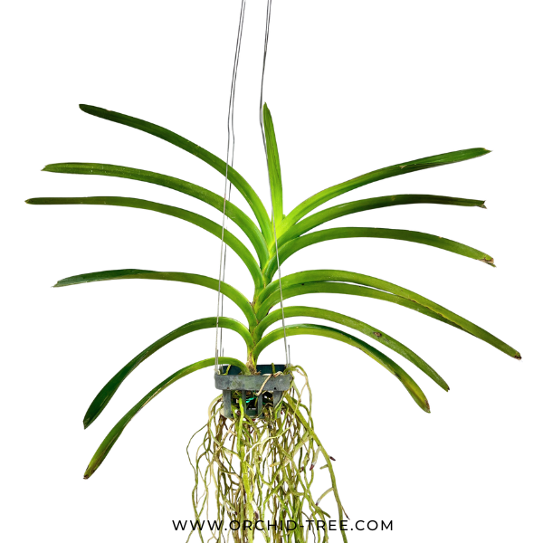Vanda Kultana Violet #96 Orchid Plant - BS