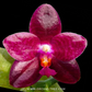 Phalaenopsis Zheng Min Jacaranda'Yungho' Orchid Plant - BS