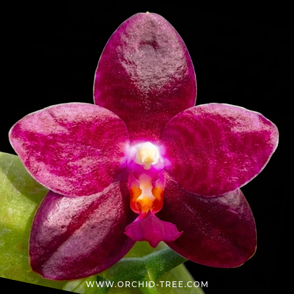 Phalaenopsis Zheng Min Jacaranda'Yungho' Orchid Plant - BS