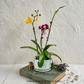 The Blushing Symphony | Phalaenopsis Orchid Gift