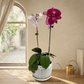 Pink Whisper | Phalaenopsis Orchid Gift