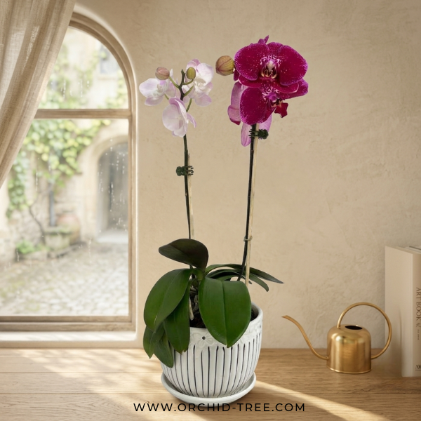 Pink Whisper | Phalaenopsis Orchid Gift
