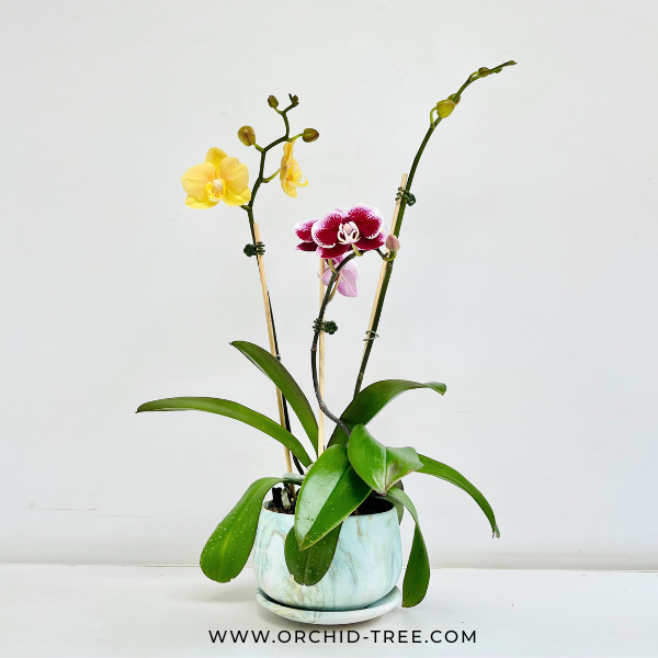 The Blushing Symphony | Phalaenopsis Orchid Gift