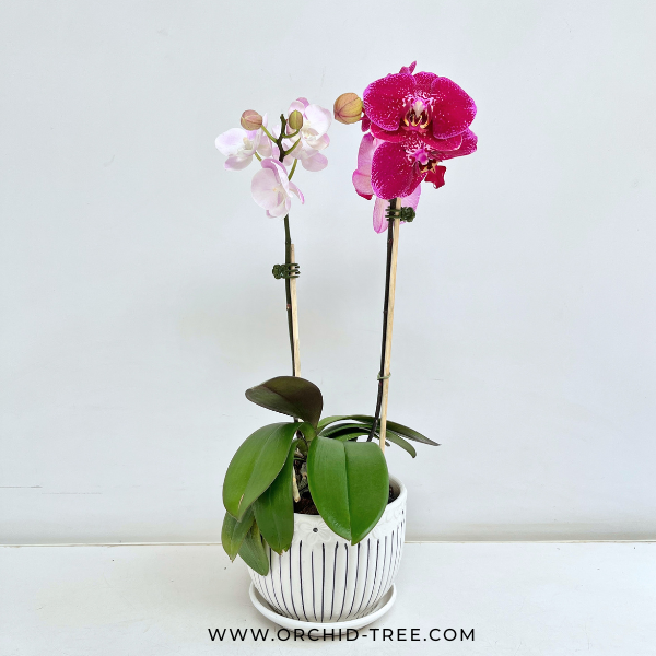 Pink Whisper | Phalaenopsis Orchid Gift