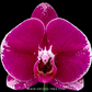 Phalaenopsis Fullers Romantic Orchid Plant - FF
