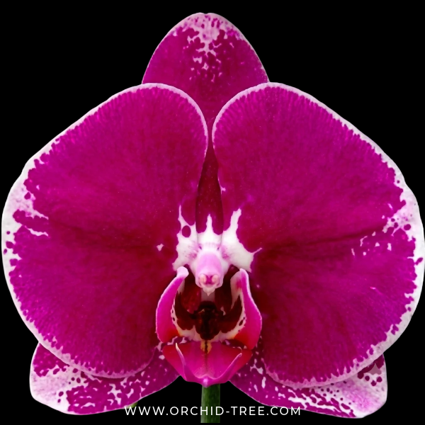 Phalaenopsis Fullers Romantic Orchid Plant - FF