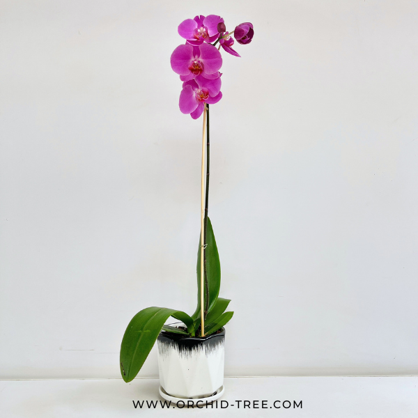 Purple majesty | Purple Phalaenopsis Orchid Display Gift Set