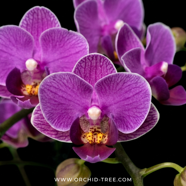 Phalenopsis Yu Pin Polar Star Orchid Plant - FF (Miniature)
