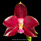 Phalaenopsis Yang Yang Prince Orchid Plant - BS