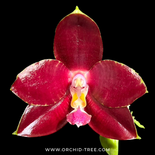 Phalaenopsis Yang Yang Prince Orchid Plant - BS - Buy Orchids Plants Online by Orchid-Tree.com