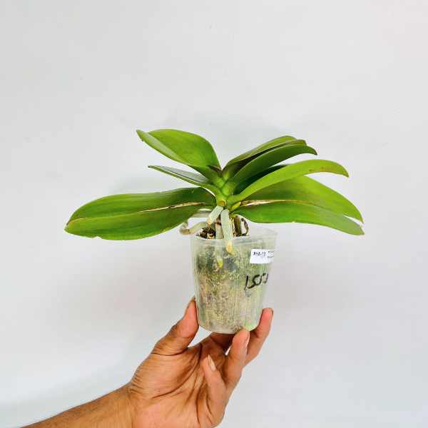Phalaenopsis Marble Galaxy Orchid Plant - FF (Emerging Spike) - Buy Orchids Plants Online by Orchid-Tree.com