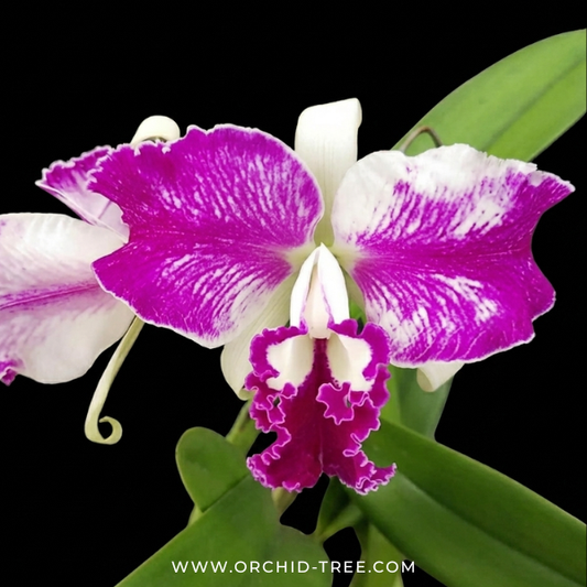 Cattleya Memoria Doctor Peng x lueddemanniana Orchid Plant - BS