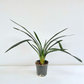 Clivia Miniata Orange (Bush Lily)- BS