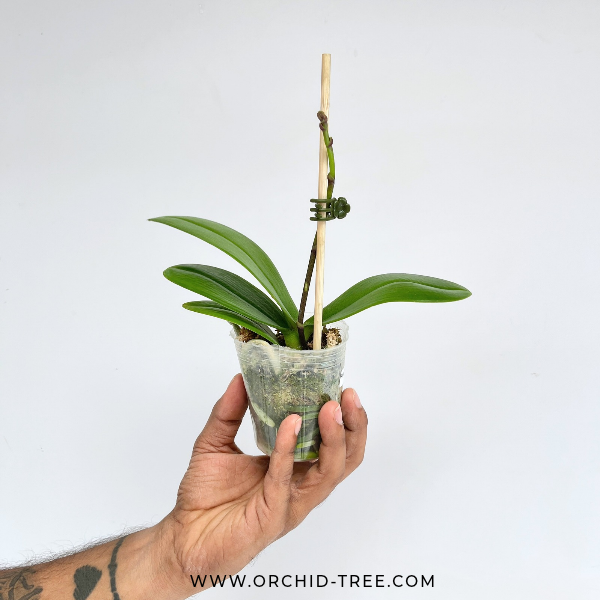 Phalaenopsis Younghome Kaleido Orchid Plant - FF