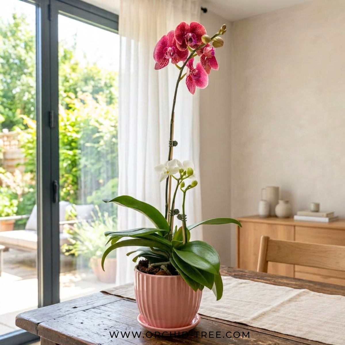 Eternal Love | Phalaenopsis Orchid Gift - Buy Orchids Plants Online by Orchid-Tree.com