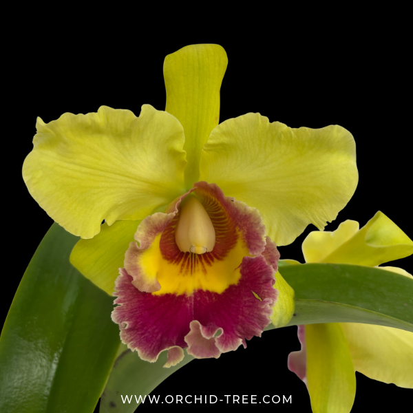 Cattleya (Blc.) Chunyeah 'Tzeng Wen' Orchid Plant - FF (2 open flowers) - Buy Orchids Plants Online by Orchid-Tree.com