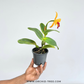 Cattleya Edgard Stars - FF (Single Open Flower)
