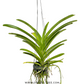 Vanda General Prinya Orchid Plant - FF - Buy Orchids Plants Online by Orchid-Tree.com