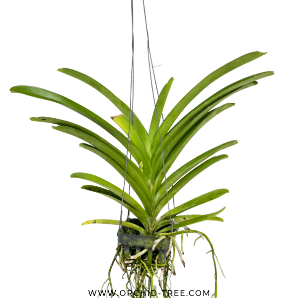 Vanda General Prinya Orchid Plant - FF - Buy Orchids Plants Online by Orchid-Tree.com
