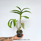 Dendrobium Round Red X Sampran Brown Orchid Plant - BS