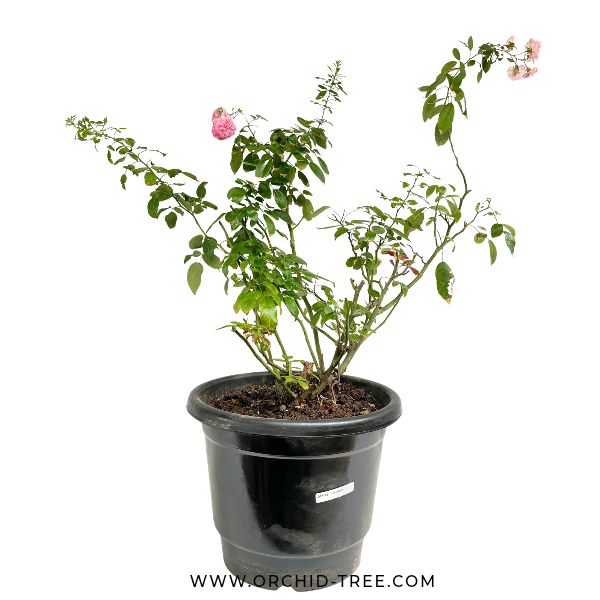 Orchid Rose Plant (Big Plant)