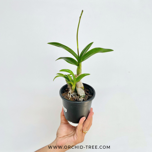 Dendrobium Genting Royal Orchid Plant - FF - Buy Orchids Plants Online by Orchid-Tree.com