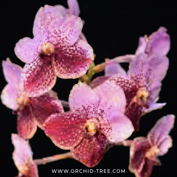 Vanda Day 'N' Night Orchid Plant - BS - Buy Orchids Plants Online by Orchid-Tree.com