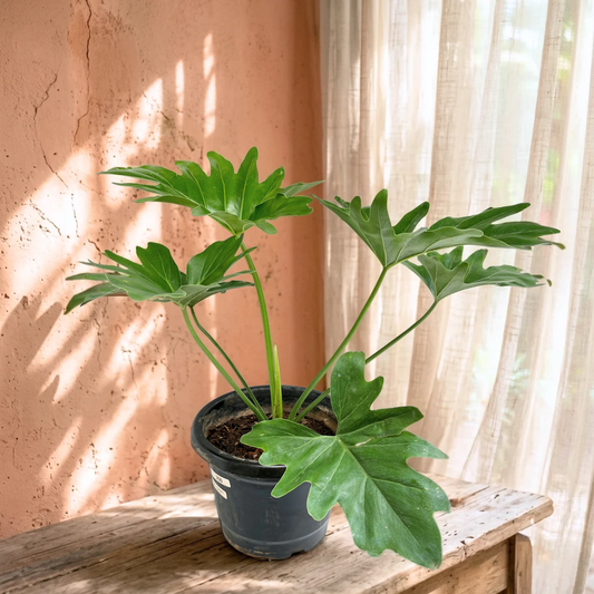 Philodendron Selloum - Buy Orchids Plants Online by Orchid-Tree.com