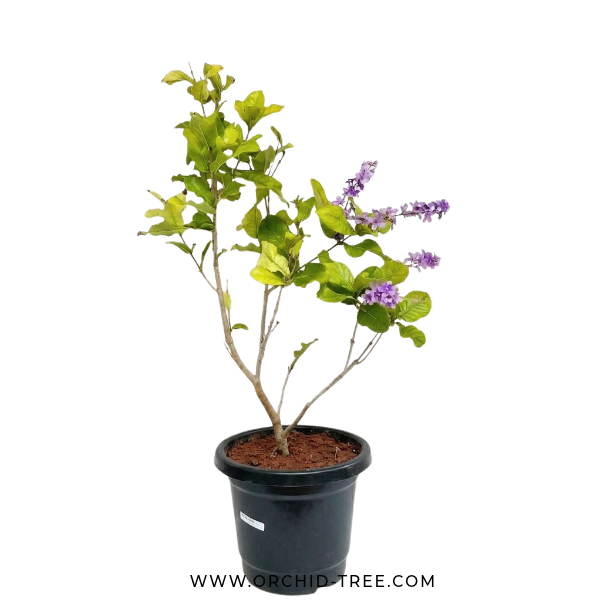 Petria Blue - Buy Orchids Plants Online by Orchid-Tree.com