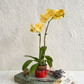 Red and Yellow Harmony | Phalaenopsis Orchid Gift - Buy Orchids Plants Online by Orchid-Tree.com