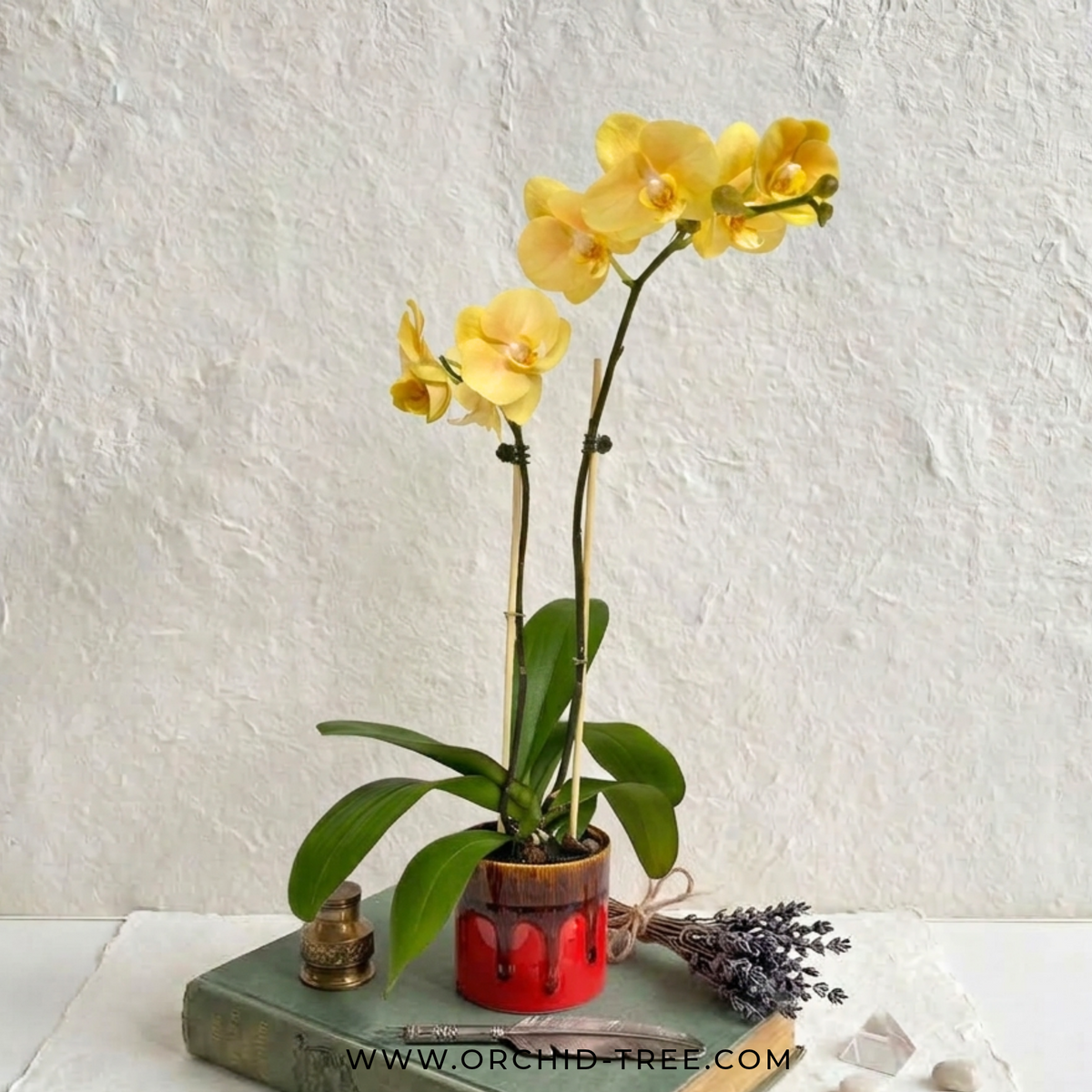 Red and Yellow Harmony | Phalaenopsis Orchid Gift - Buy Orchids Plants Online by Orchid-Tree.com