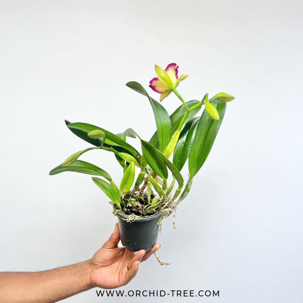 Cattleya Shin Shiang Diamond Orchid Plant - FF