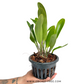 Cattleya (Rlc.) Village Chief Rose - BS (Large Plant)