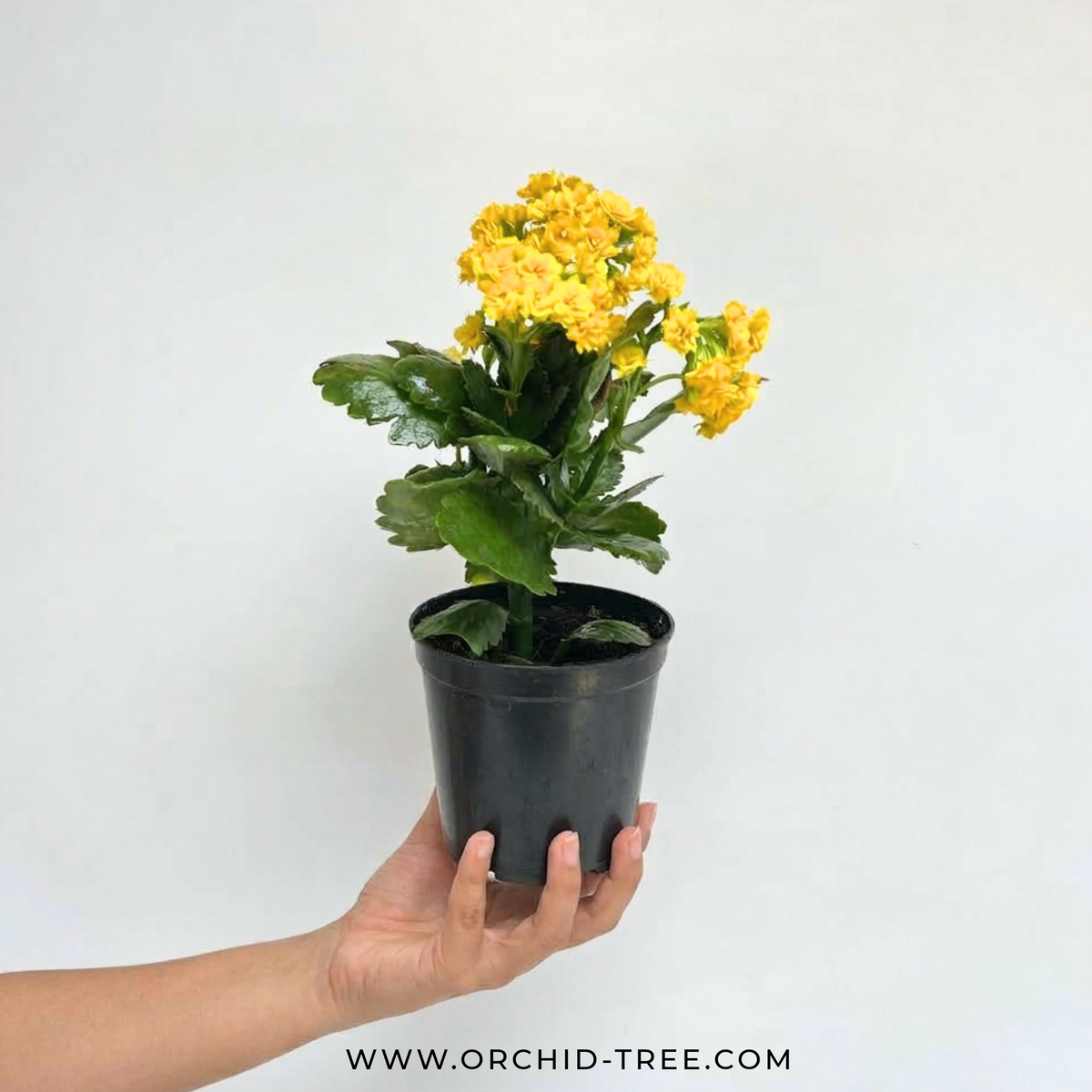 Kalanchoe | Flowering Plants - Buy Orchids Plants Online by Orchid-Tree.com