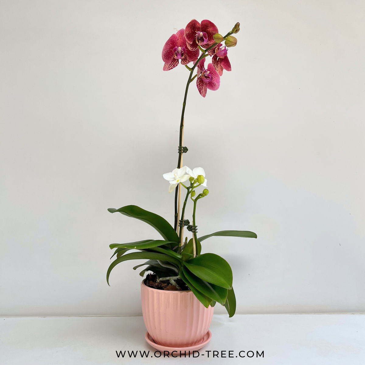 Eternal Love | Phalaenopsis Orchid Gift - Buy Orchids Plants Online by Orchid-Tree.com