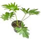 Philodendron Selloum