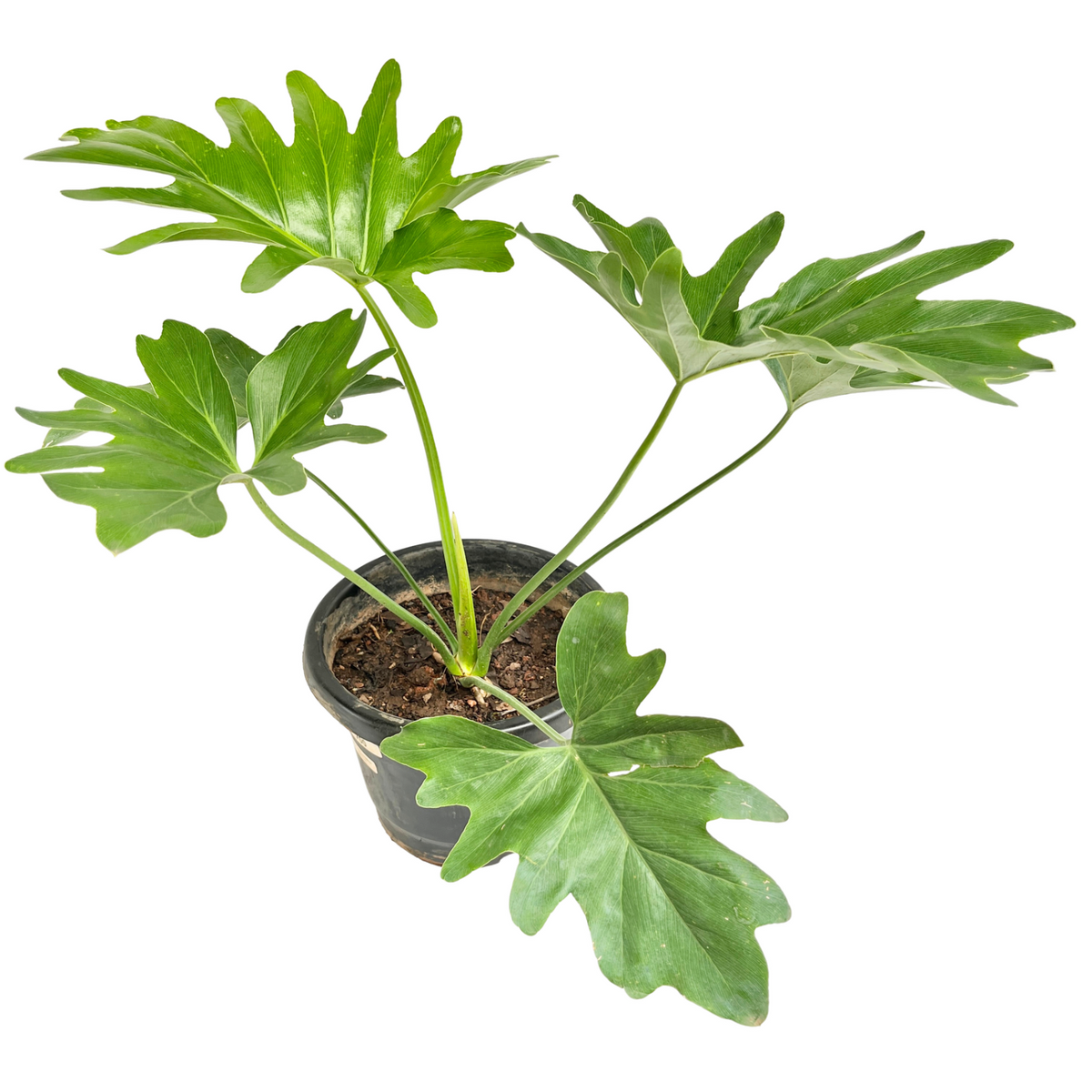 Philodendron Selloum