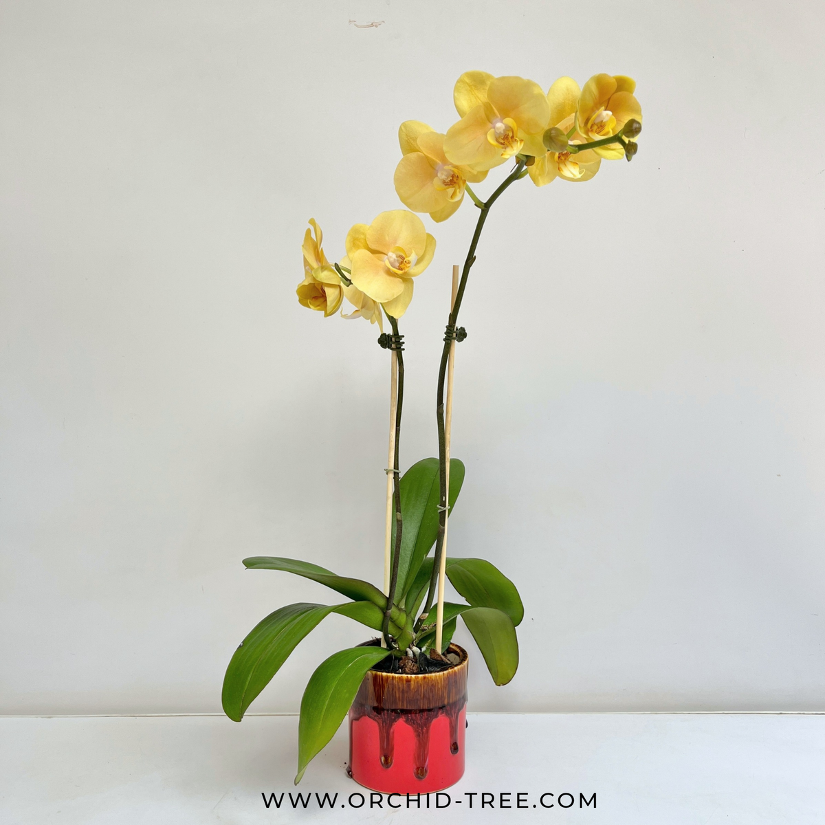 Red and Yellow Harmony | Phalaenopsis Orchid Gift - Buy Orchids Plants Online by Orchid-Tree.com