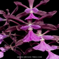 Encyclia Guadatam Orchid Plant - BS - Buy Orchids Plants Online by Orchid-Tree.com