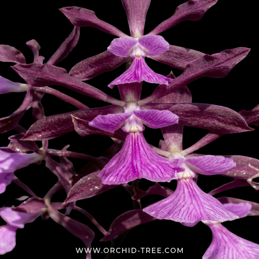 Encyclia Guadatam Orchid Plant - BS - Buy Orchids Plants Online by Orchid-Tree.com