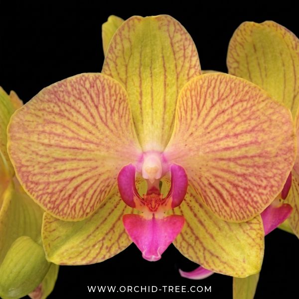 Phalaenopsis Crack of Dawn Orchid Plant - FF - Buy Orchids Plants Online by Orchid-Tree.com