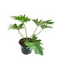 Philodendron Selloum