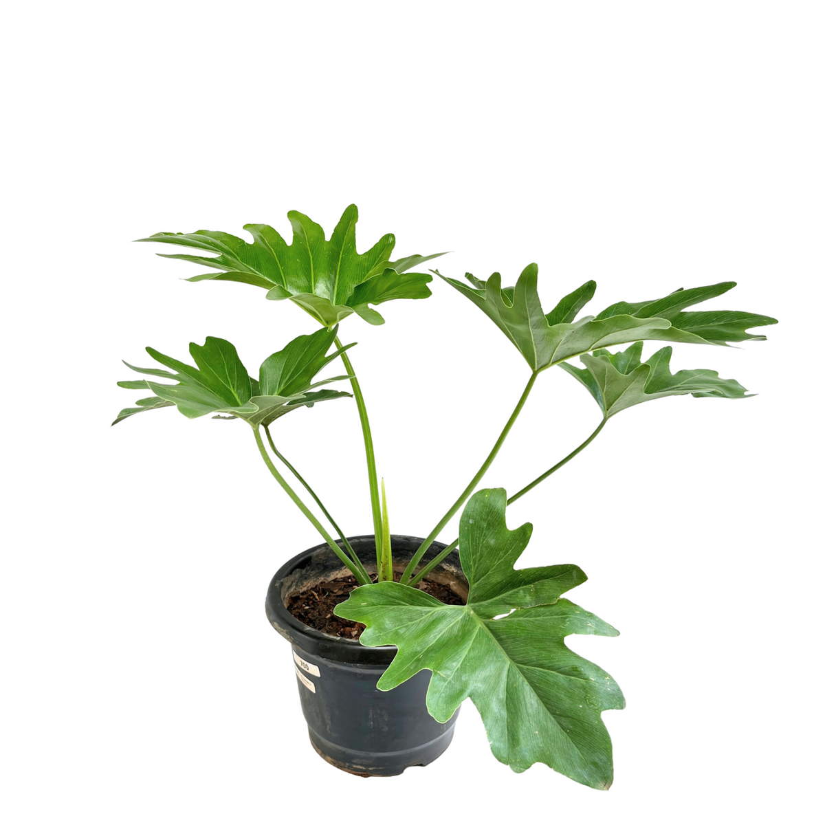 Philodendron Selloum